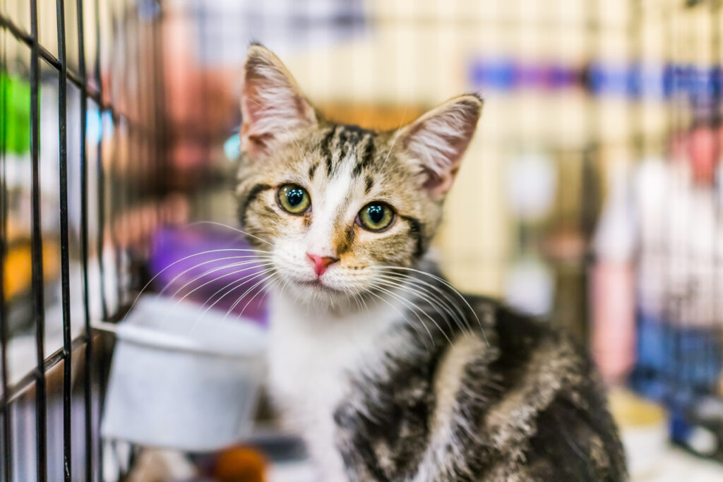 Cats at Oakland County Animal Shelter and Pet Adoption Center