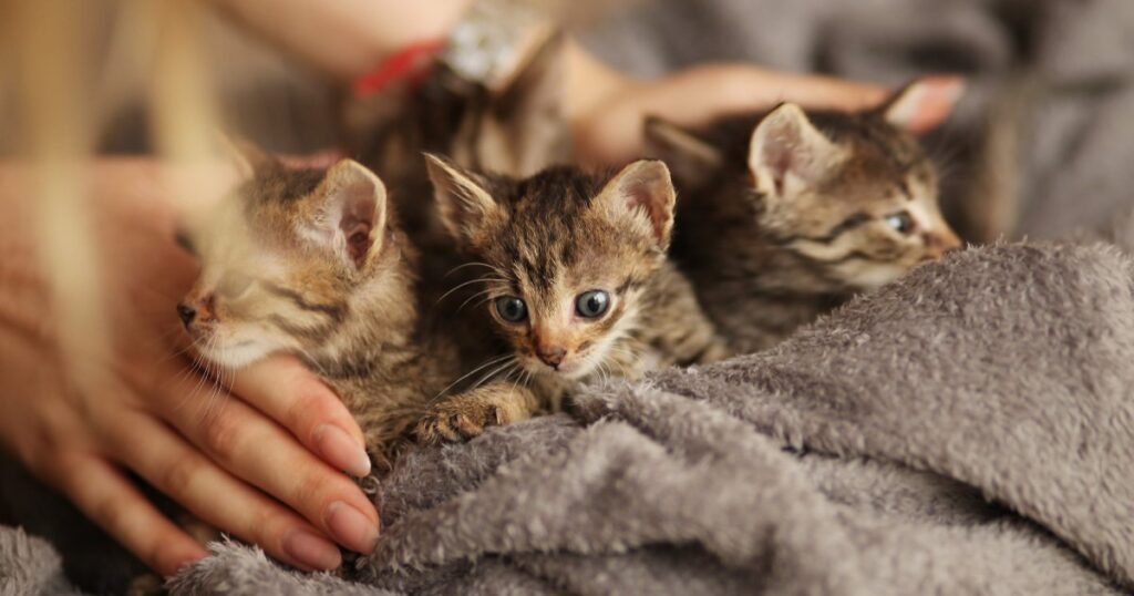6 Essential Vaccines for Cats