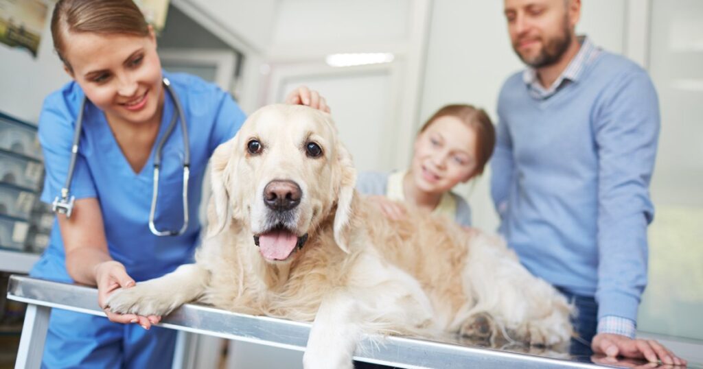 Essential Vaccinations for Dogs