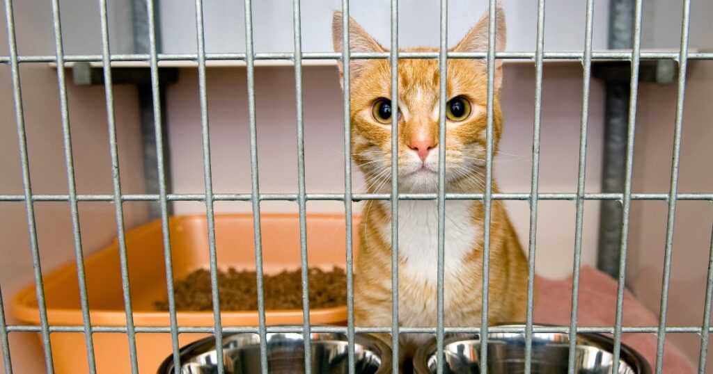 What to Know Before Adopting a Cat