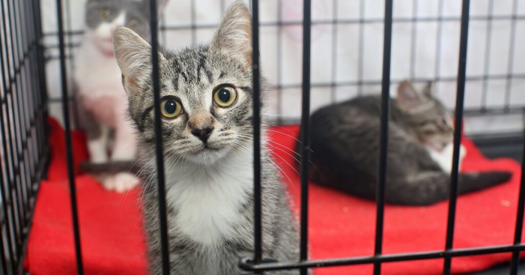 How to Adopt a Cat at an Animal Shelter