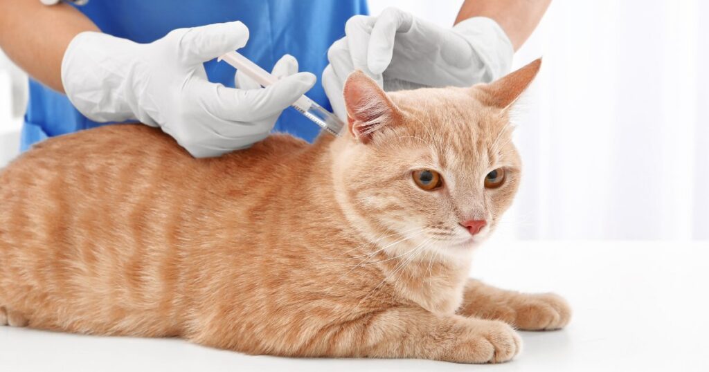 Recommended Vaccinations for Cats and Kittens