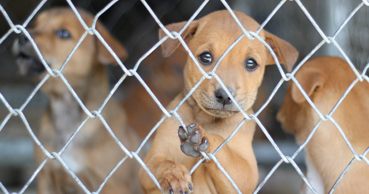 Animal Rescue Tips Why is it so hard to adopt a dog? | Shelter Animal