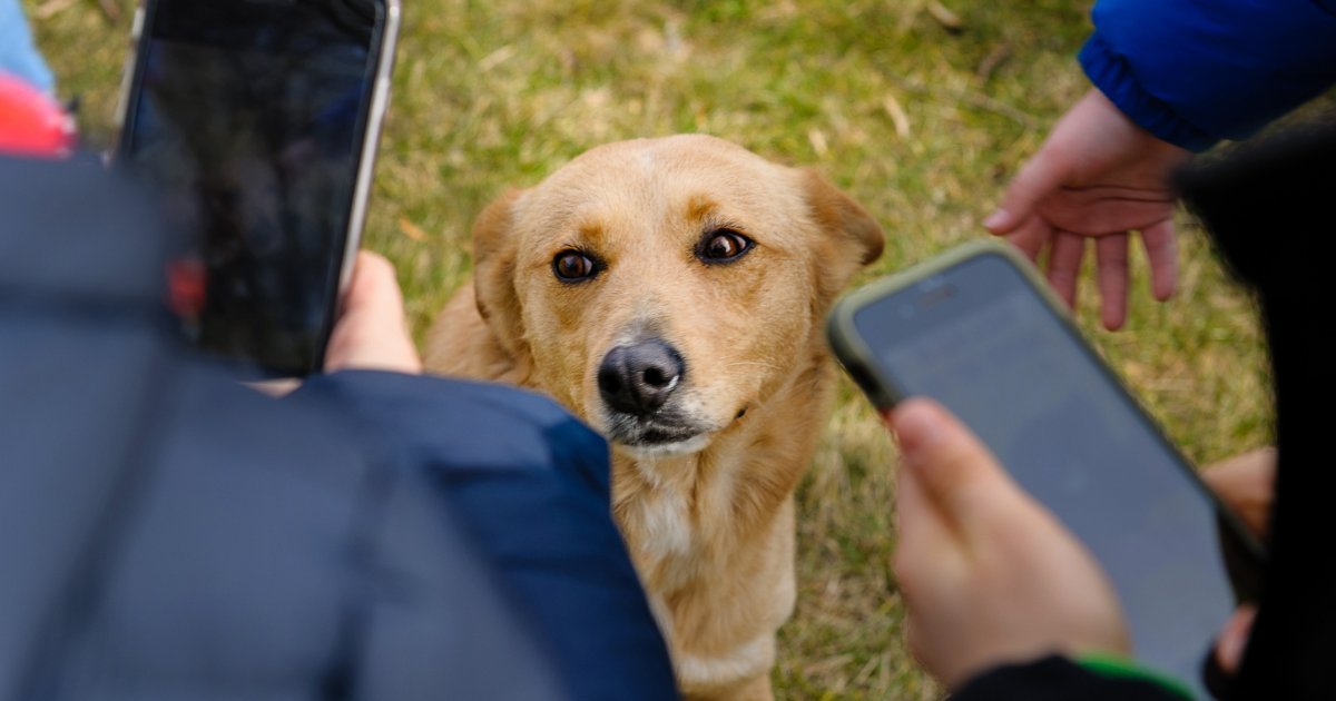 Pixel Pawtraits Kits: Google Pixel's Gift to Shelter Dogs | Shelter Animal