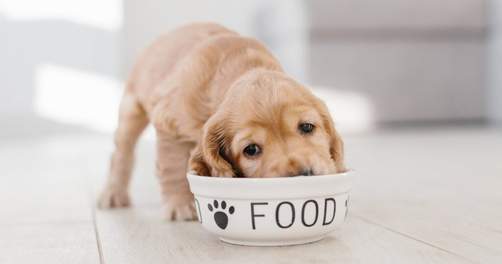 Tips for Feeding Picky Dogs