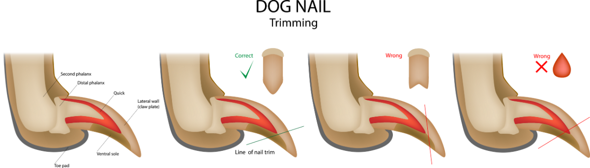 How to Trim Your Dog's Nails